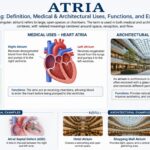 Atria Meaning